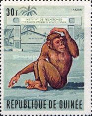 Chimpanzee (Pan troglodytes)