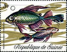Congo Tetra (Phenacogrammus interruptus)