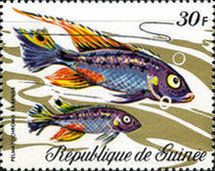 Purple Cichlid (Pelmatochromis kribensis)