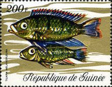 Redbelly Tilapia (Tilapia melanopleura)