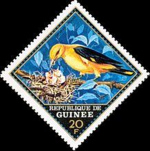 Golden Oriole (Oriolus oriolus)