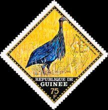 Vulturine Guineafowl (Acryllium vulturinum)