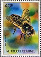 Honey Bee (Apis mellifica)