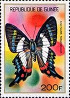 Butterfly (Ancyluris formosissima)