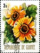 Venidium fastuosum