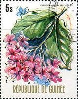 Clerodendrum splendens