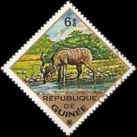 Greater kudu (Tragelaphus strepsiceros)