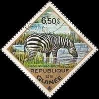 Plains zebra (Equus quagga)