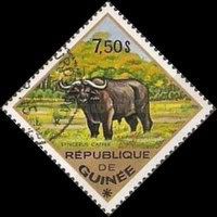 African Buffalo (Syncerus caffer)