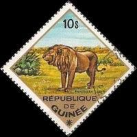 Lion (Panthera leo)