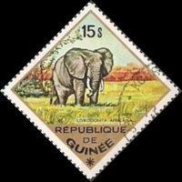 African Elephant (Loxodonta africana)