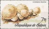 Lycoperdon Perlatum