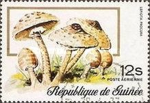 Lepiota Procera