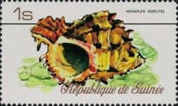 African Murex (Hexaplex hoplites)