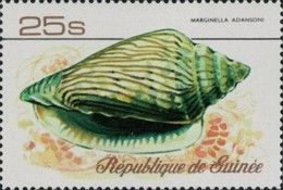Adanson's Marginella (Marginella adansoni)
