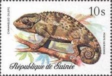 Flapneck Chameleon (Chamaeleon dilepis)