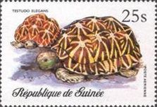 Indian Star Tortoise (Testudo elegans)