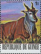 Common Eland (Taurotragus oryx)