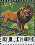 Lion (Panthera leo)