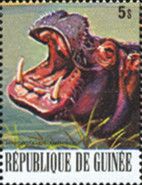 Hippopotamus (Hippopotamus amphibius)