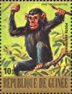Chimpanzee (Pan troglodytes)