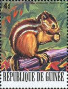 Indian Palm Squirrel (Funambulus palmarum) (see Description)