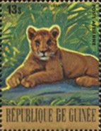 Lion (Panthera leo)