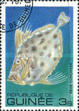 Silvery John Dory (Zeus conchifer)