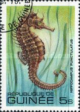 Lined Seahorse (Hippocampus erectus)