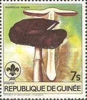 Agaricus niger
