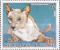 Blue-point Siamese (Felis silvestris catus)