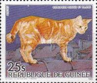 European Red-and-white Tabby (Felis silvestris catus)