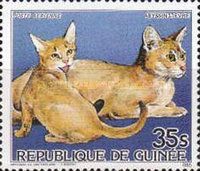 Abyssinian (Felis silvestris catus)