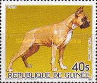 German Boxer (Canis lupus familiaris)