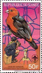 Red-headed Bluebill (Spermophaga ruficapilla)