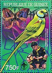 Seychelles Parakeet (Psittacula krameri)