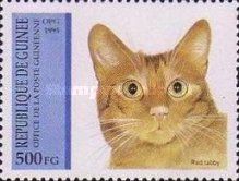 Red Tabby (Felis silvestris catus)