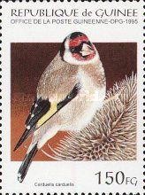 European Goldfinch (Carduelis carduelis)