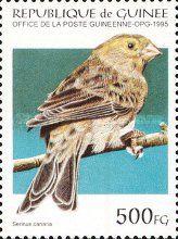 Atlantic Canary (Serinus canaria)