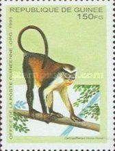Mona Monkey (Cercopithecus mona)