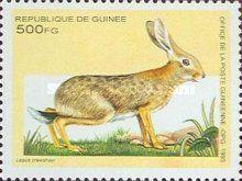 African Savanna Hare (Lepus crawshayi)