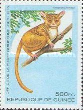 Demidoff's Dwarf Galago (Galagoides demidovii)