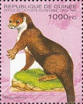 African clawless otter (Aonyx capensis)