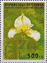Iris starshine