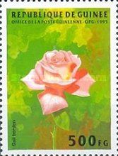 Gail Bordeu rose