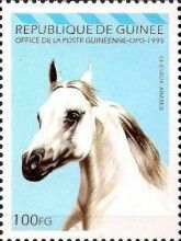 White Arabian Horse (Equus ferus caballus)