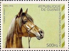 Light Brown Arabian Horse (Equus ferus caballus)