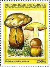 Boletus rhodoxanthus