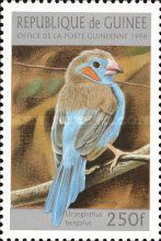 Red-cheeked Cordon-bleu (Uraeginthus bengalus)