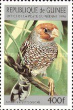 Red-headed Finch (Amadina erythrocephala)